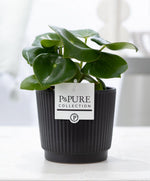 Carica l'immagine nel visualizzatore Galleria, Peperomia polybotrya 'Raindrop' In vaso nero P&amp;PURE Liv Ceramics - Ø12cm ↕25cm