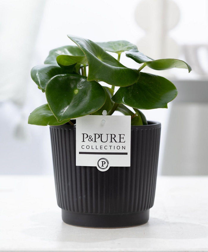 Peperomia polybotrya 'Raindrop' In P&PURE Liv Ceramics Pot Black - Ø12cm - ↕25cm