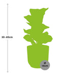Load image into Gallery viewer, Ficus lyrata ‘Bambino’ in ELHO Vibes Fold Pot, Yellow, Ø14cm ↕35cm