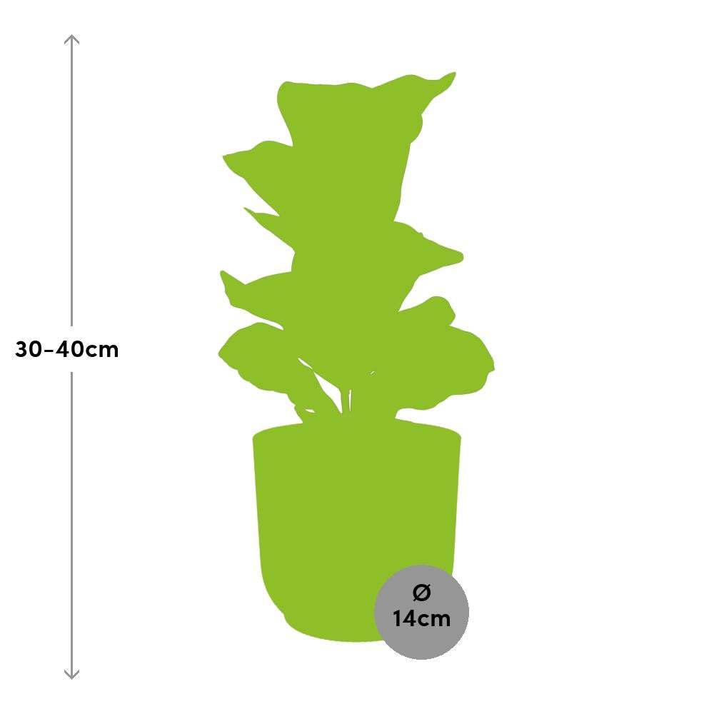 Ficus lyrata ‘Bambino’ in ELHO Vibes Fold Pot, Yellow, Ø14cm ↕35cm