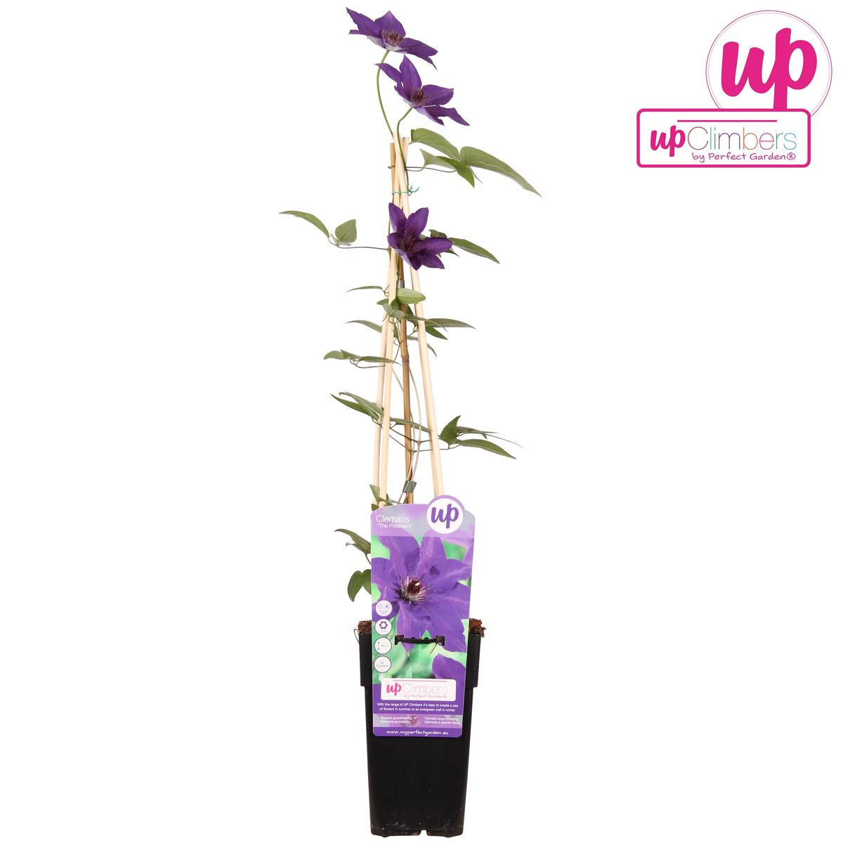Clematis 'The President' - Ø15cm - ↕65cm