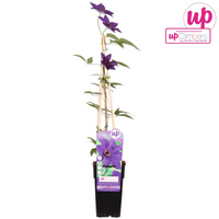 Clematis 'The President' - Ø15cm - ↕65cm