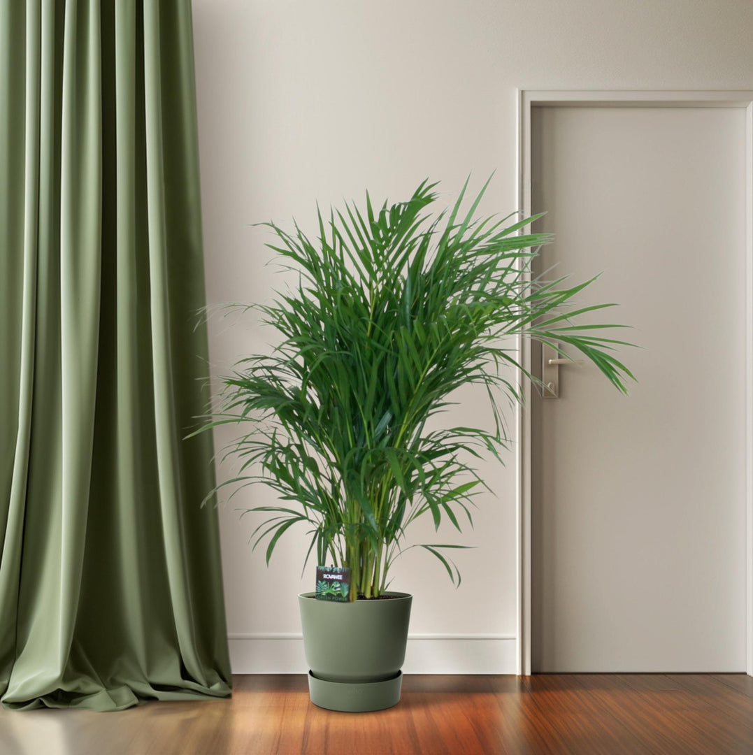 Dypsis lutescens - Ø19cm - ↕100cm