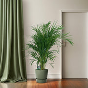 Dypsis lutescens - Ø19cm - ↕100cm