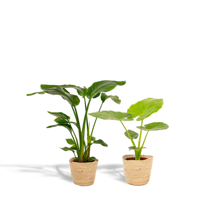 Duo Tropicale da Interno in Cesto Selin - Strelitzia Nicolai - Ø19cm - ↕85cm + Alocasia Macrorrhiza - Ø19cm - ↕70cm