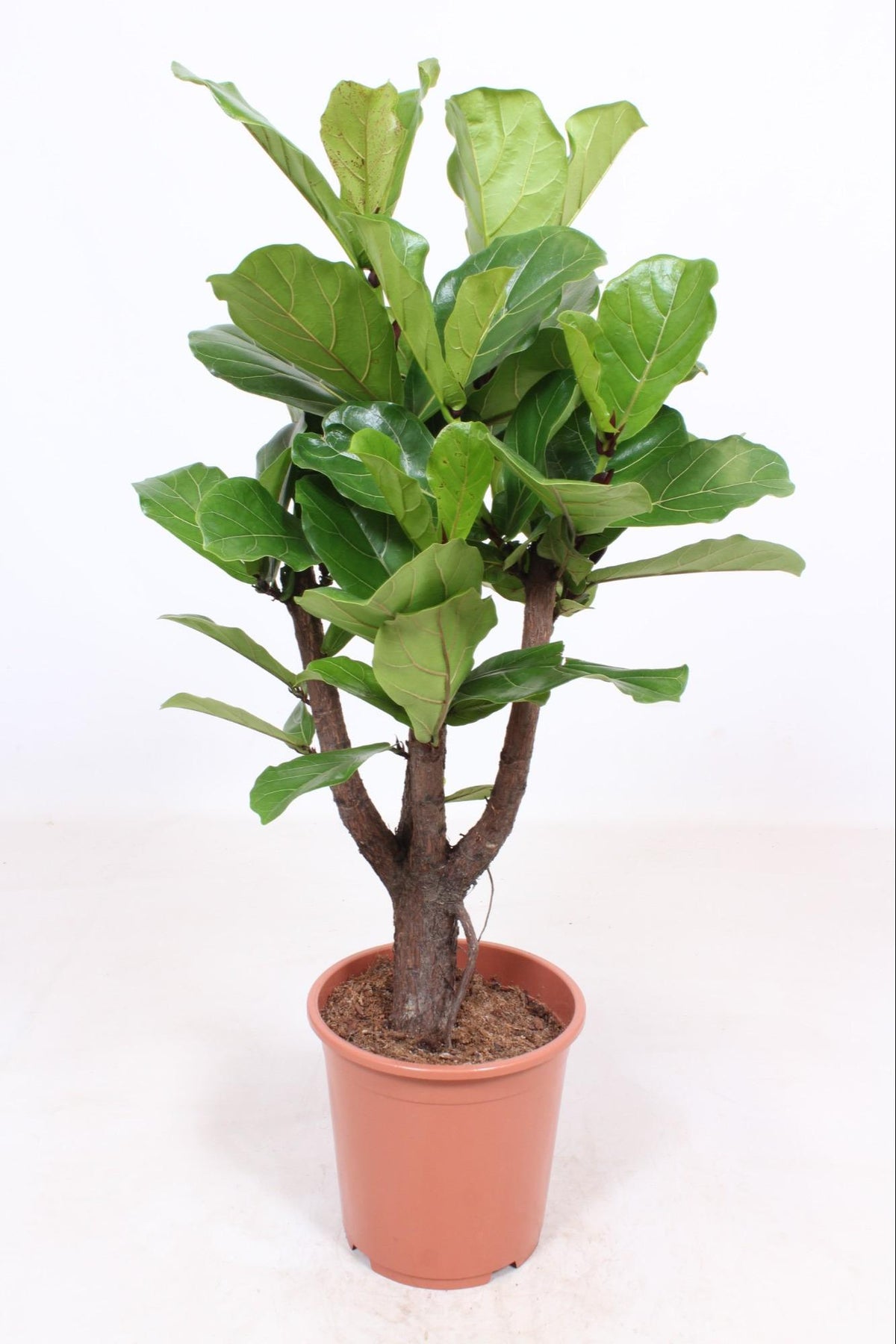 Ficus lyrata, ramificato - Ø27cm - ↕120cm