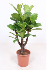 Load image into Gallery viewer, Ficus lyrata, branched - Ø27cm - ↕120cm