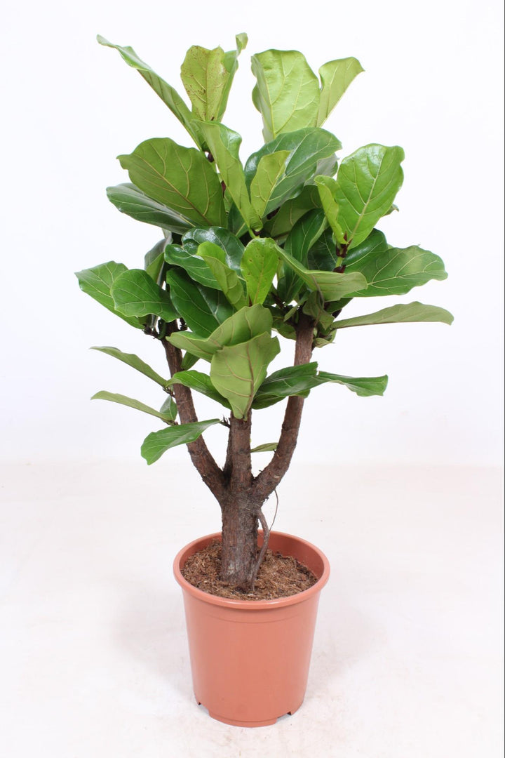 Ficus lyrata, branched - Ø27cm - ↕120cm