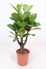 Ficus lyrata, branched - Ø27cm - ↕120cm