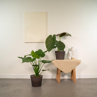 Duo Tropicale da Interno - Alocasia cucullata - Ø19cm - ↕60cm + Alocasia wentii - Ø19cm - ↕60cm