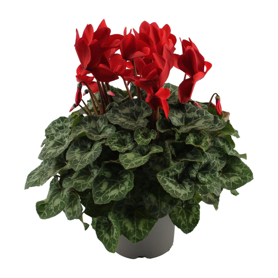 Cyclamen, Red - Ø17cm - ↕40cm