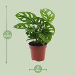 Carica l'immagine nel visualizzatore Galleria, Monstera adansonii 'Monkey Leaf' - Ø12cm - ↕30cm