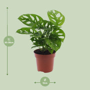 Monstera adansonii 'Monkey Leaf' - Ø12cm - ↕30cm