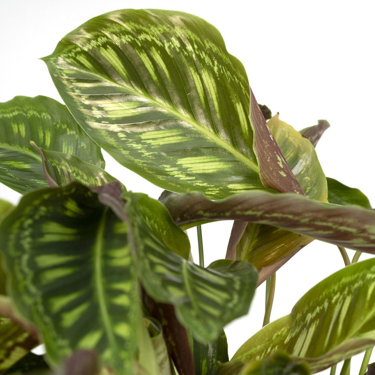 Calathea 'Flamestar' (Peacock Plant) - Ø19cm - ↕70cm