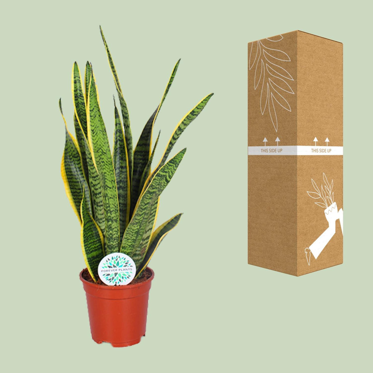 Sansevieria trifasciata 'Laurentii' (Mother-in-law’s Tongue) - Ø17cm - ↕60cm