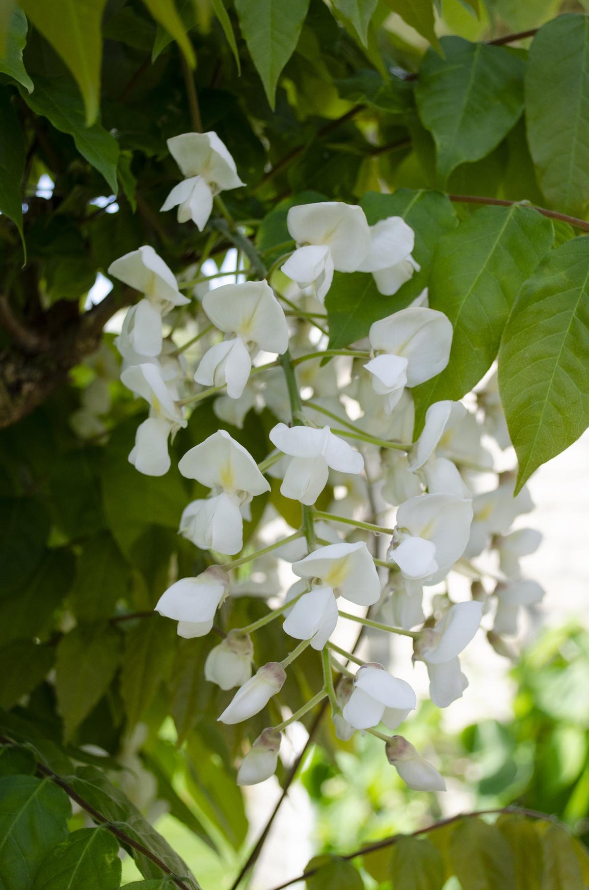 Wisteria floribunda 'Longissima Alba' - Pioggia bianca - Ø15cm - ↕65cm