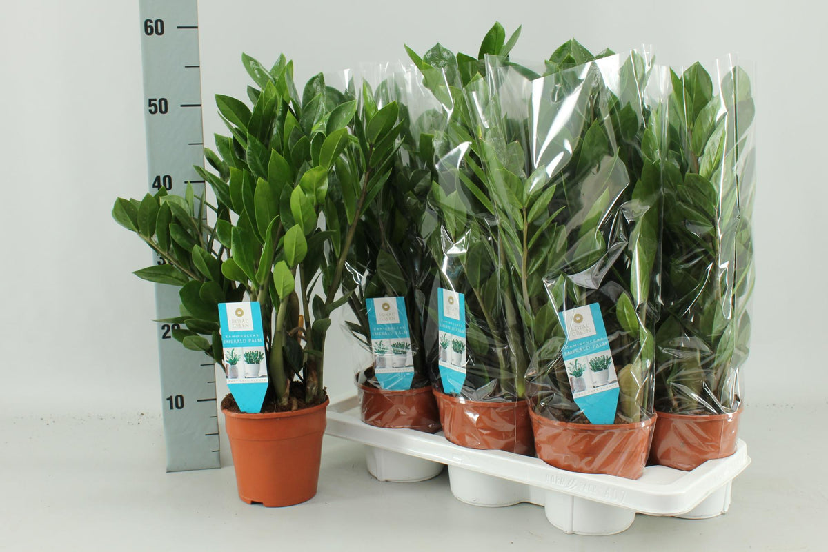 Zamioculcas zamiifolia - Ø14cm - ↕55cm