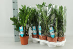 Load image into Gallery viewer, Zamioculcas zamiifolia - Ø14cm - ↕55cm