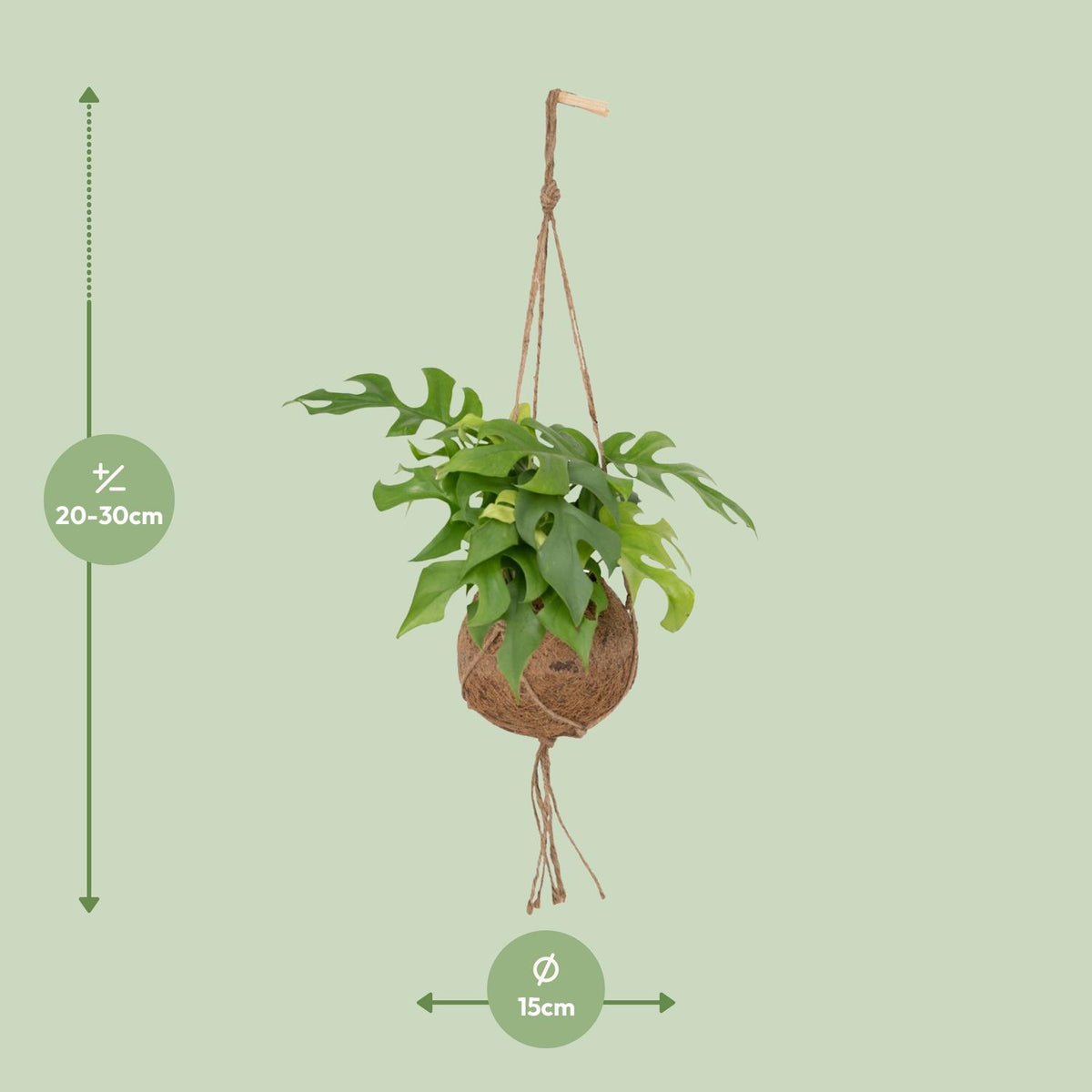 Kokedama Monstera Minima (Rhaphidophora tetrasperma) - Ø15cm - ↕25cm