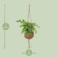 Kokedama Monstera Minima (Rhaphidophora tetrasperma) - Ø15cm - ↕25cm