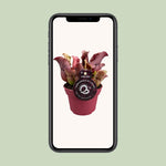 Load image into Gallery viewer, Sarracenia - Ø12cm - ↕20cm