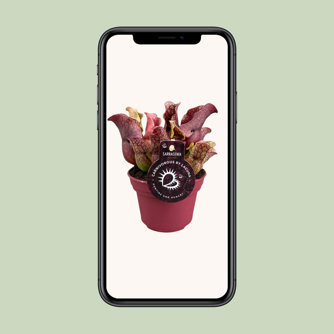 Sarracenia - Ø12cm - ↕20cm