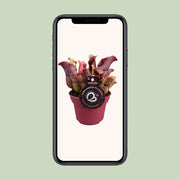 Sarracenia - Ø12cm - ↕20cm