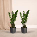 Load image into Gallery viewer, Zamioculcas zamiifolia - 2 plants - ø14cm - ↕50cm