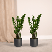 Zamioculcas zamiifolia - 2 plants - ø14cm - ↕50cm