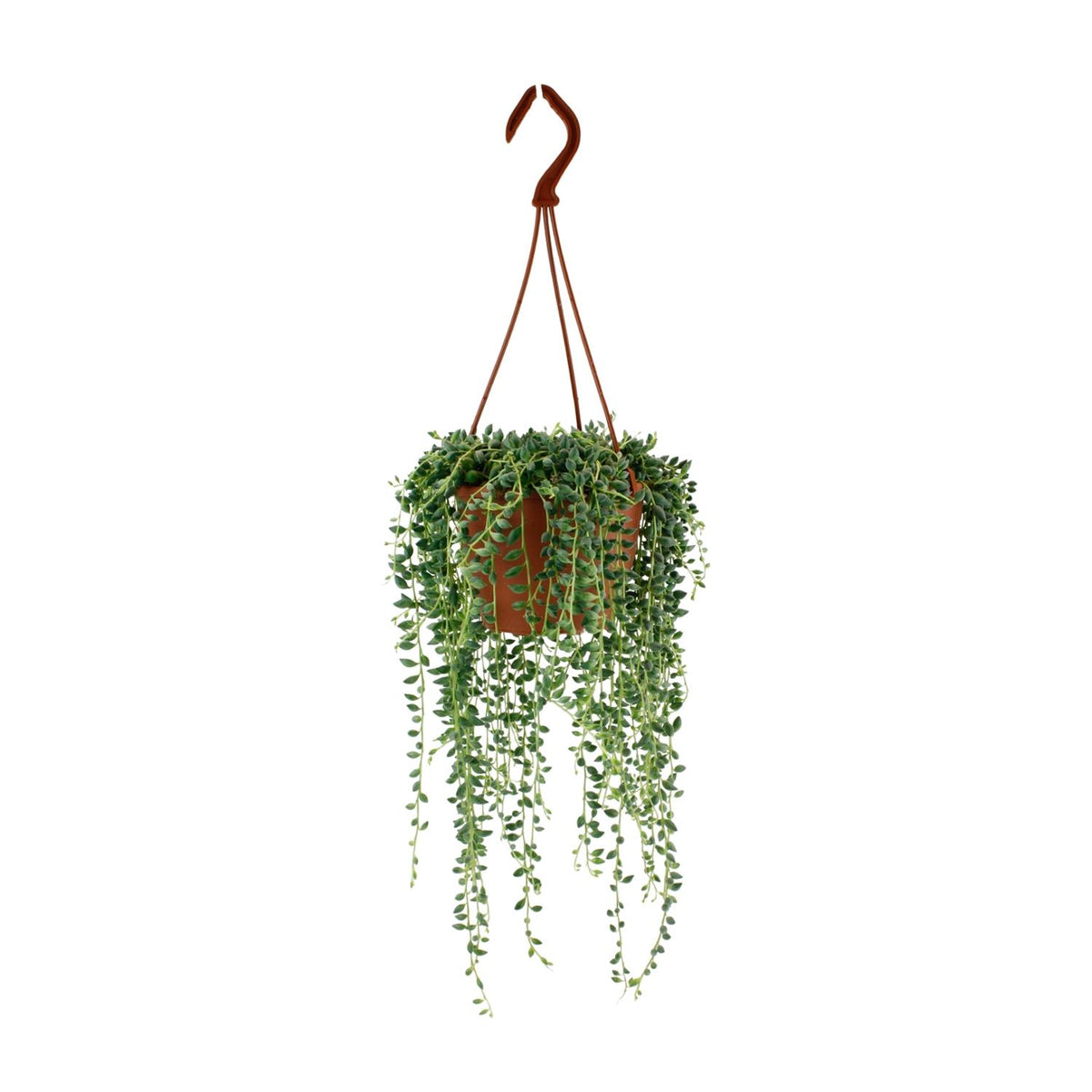 Senecio herreianus - Ø12cm - ↕20cm