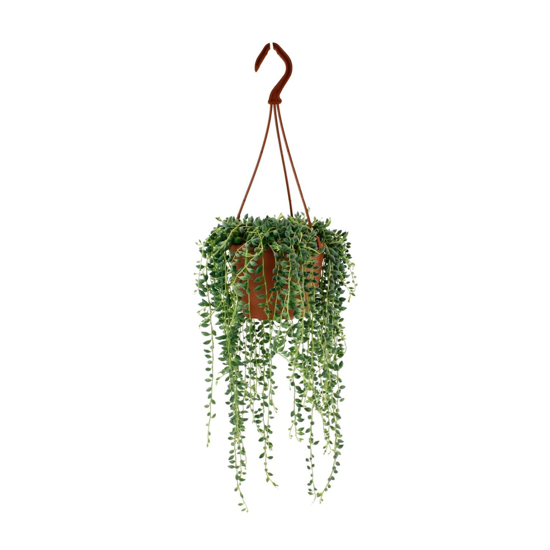 Senecio herreianus - Ø12cm - ↕20cm