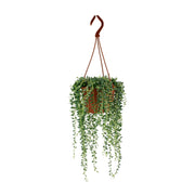 Senecio herreianus - Ø12cm - ↕20cm