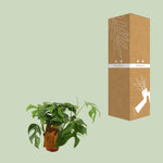 Load image into Gallery viewer, Monstera minima - Ø12cm - ↕30cm