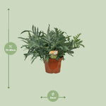 Carica l'immagine nel visualizzatore Galleria, Phlebodium Blue Star - Ø26cm - ↕80cm