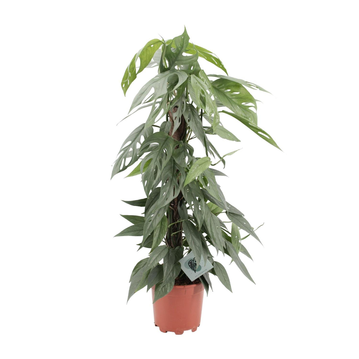 Epipremnum pinnatum 'Cebu Blue' - Ø17cm - ↕65cm