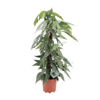 Epipremnum pinnatum 'Cebu Blue' - Ø17cm - ↕65cm
