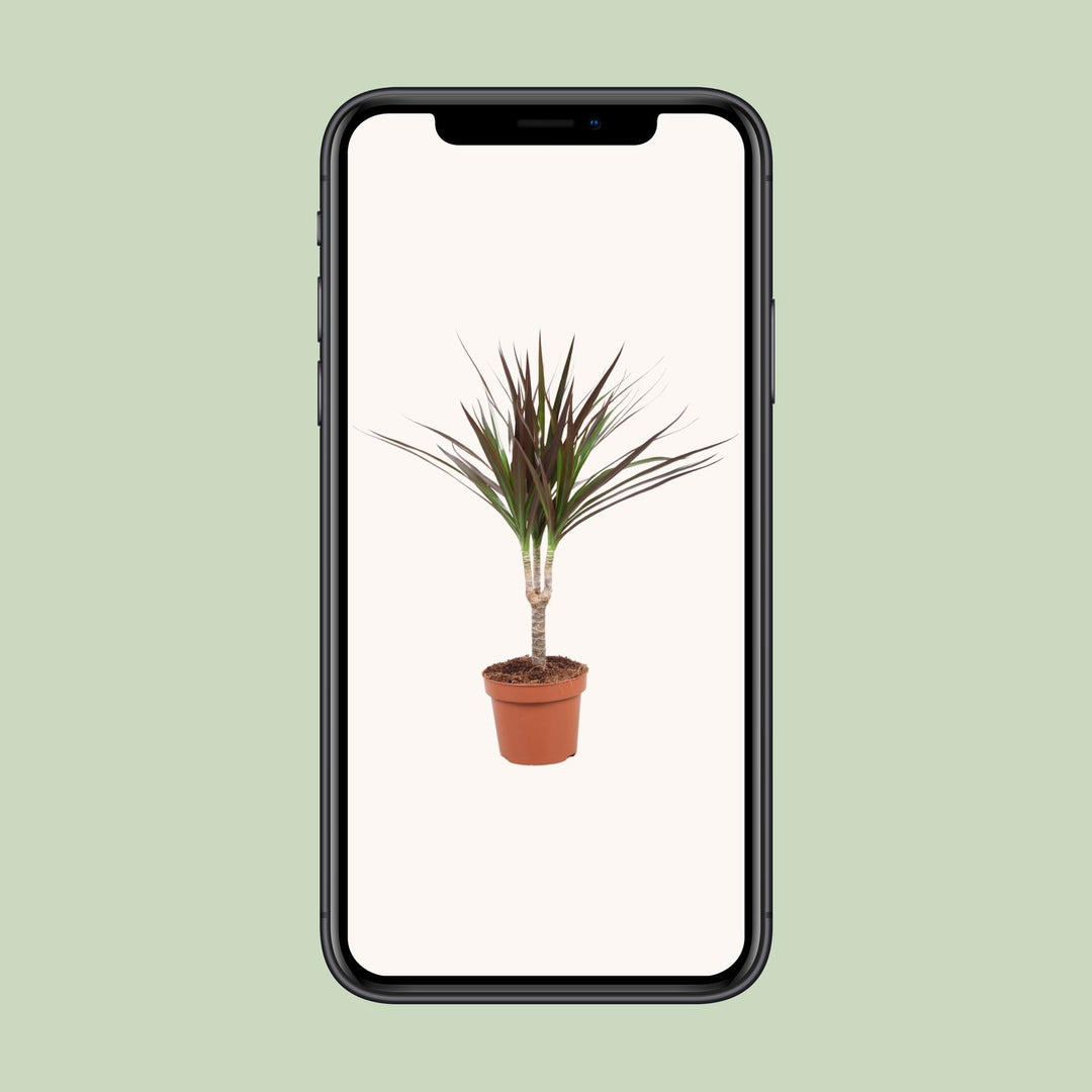 Dracaena marginata 'Magenta' - Ø12cm - ↕50cm