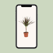 Dracaena marginata 'Magenta' - Ø12cm - ↕50cm