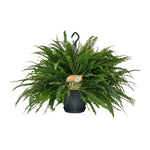 Load image into Gallery viewer, Nephrolepis exaltata 'Green Lady' - Ø20cm - ↕60cm