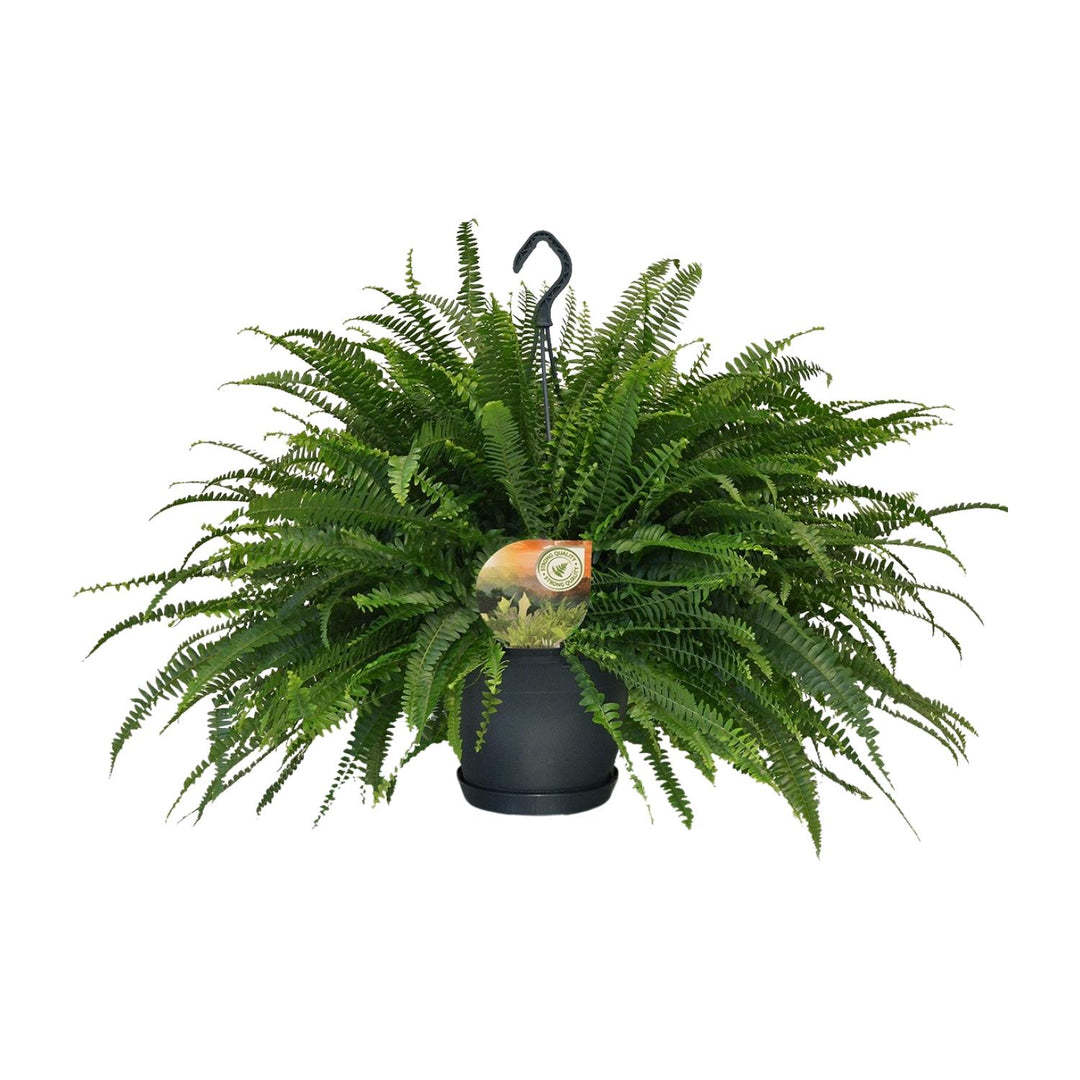 Nephrolepis exaltata 'Green Lady' - Ø20cm - ↕60cm