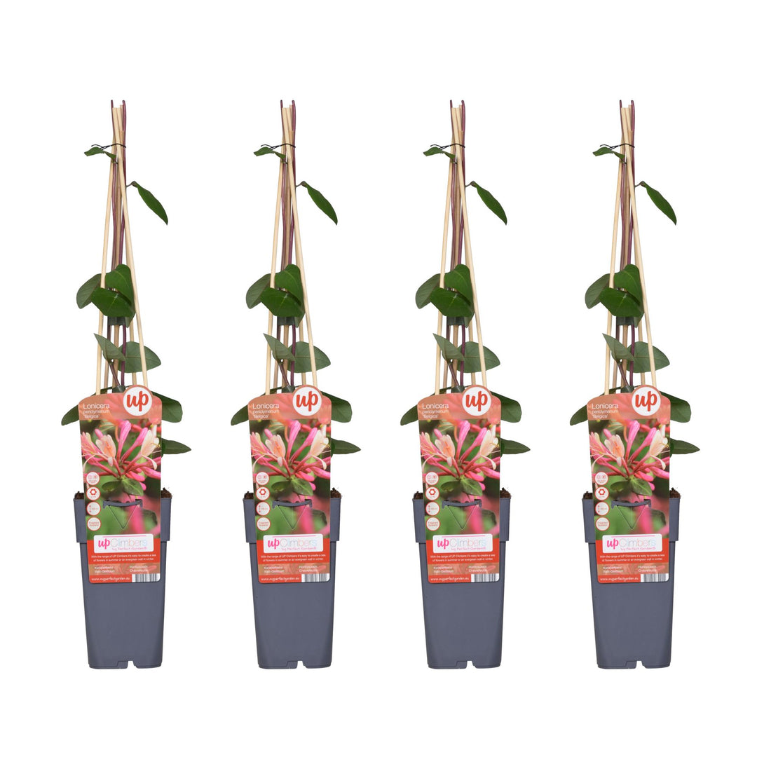 Lonicera periclymenum 'Belgica' - 4 plants - ↨65cm - Ø15