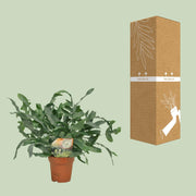 Phlebodium aureum 'Blue Star' - Ø12cm - ↕35cm