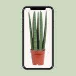 Load image into Gallery viewer, Sansevieria trifasciata 'Straight' - Ø12cm - ↕40cm