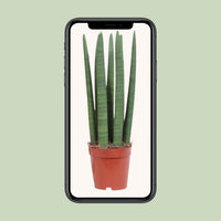 Sansevieria trifasciata 'Straight' - Ø12cm - ↕40cm
