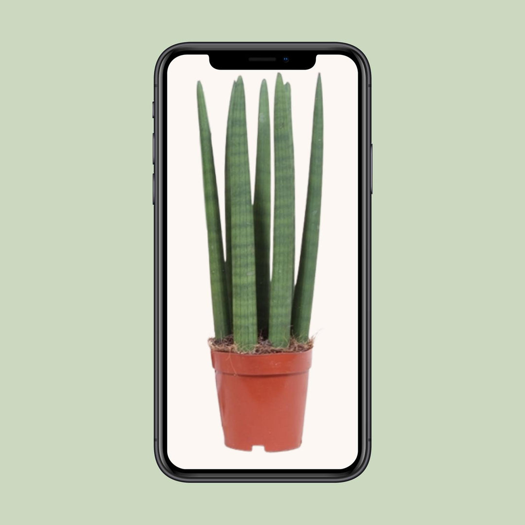 Sansevieria trifasciata 'Straight' - Ø12cm - ↕40cm