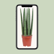 Sansevieria trifasciata 'Straight' - Ø12cm - ↕40cm