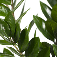Zamioculcas zamiifolia - Ø17cm - ↕70cm