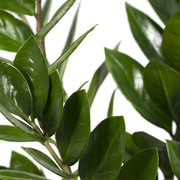 Zamioculcas zamiifolia - Ø17cm - ↕70cm