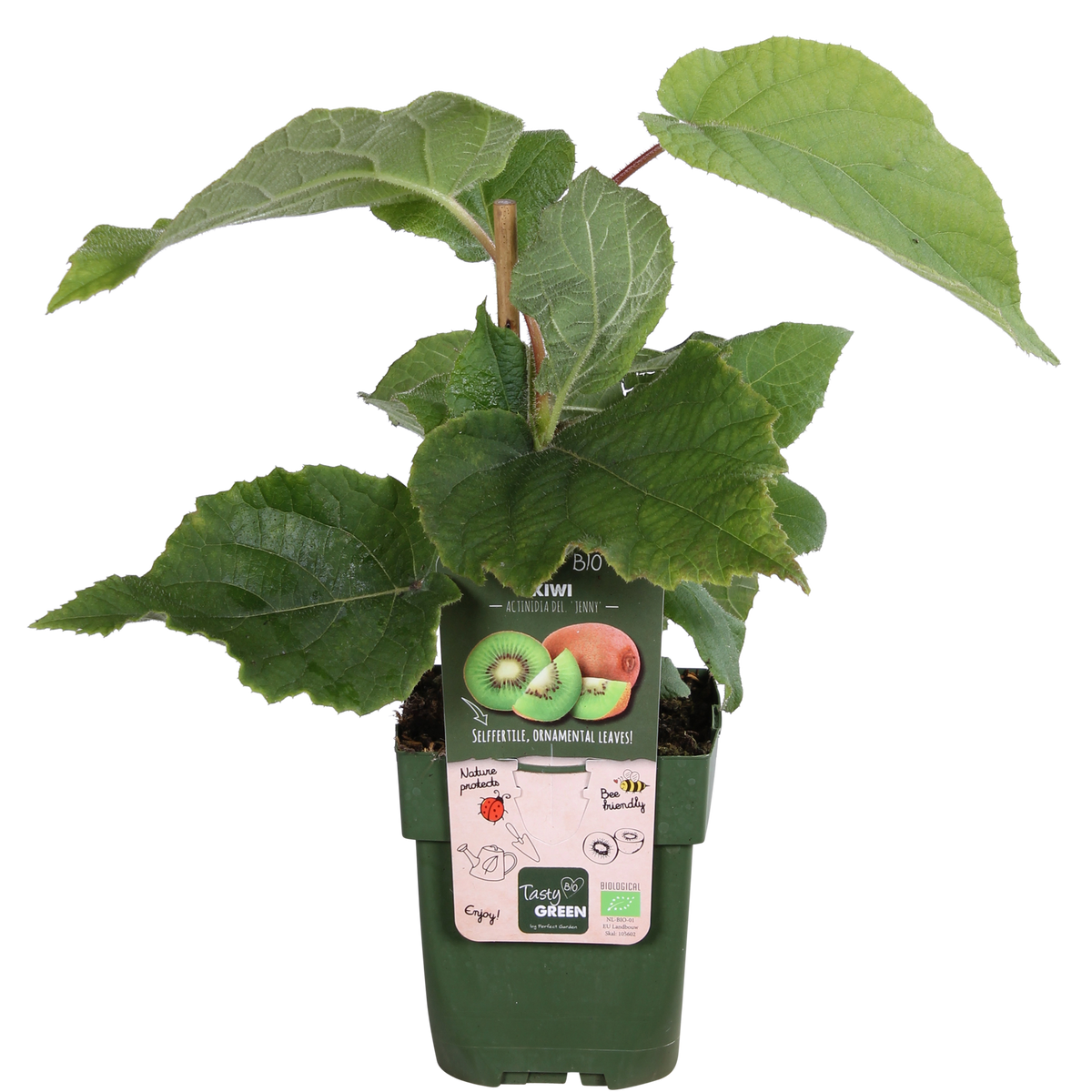 Actinidia delciosioa 'Jenny' (Kiwi) - Ø13cm - ↕45cm