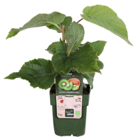 Actinidia delciosioa 'Jenny' (Kiwi) - Ø13cm - ↕45cm